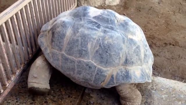 Галапагосская черепаха Самая большая черепаха в мире смотреть онлайн