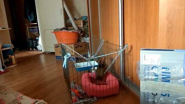 Как занять щенка в вольере смотреть онлайн