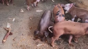 Кормление свиней кукурузой. Можно ли давать свиньям кукурузу.