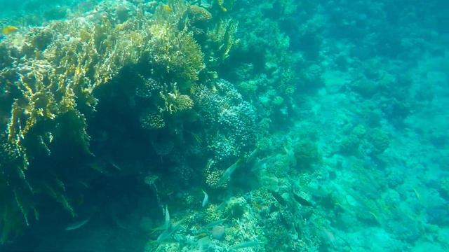 [4K] Beach walk & snorkelling in Hurghada, Egypt смотреть онлайн