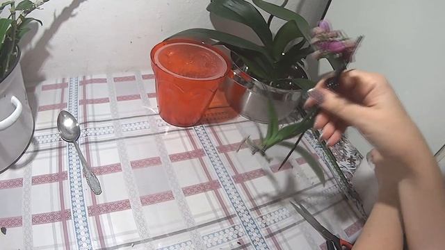 ПЕРЕСАДКА ОРХИДЕЙ. ОБРАБОТКА ОТ ВРЕДИТЕЛЕЙ смотреть онлайн