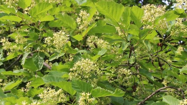 Клён тата́рский, или Черноклён, или Неклён (лат. Ácer tatáricum) смотреть онлайн