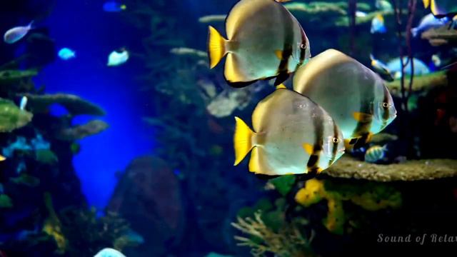 Aquarium bubbles sound with ambient music/ peaceful music смотреть онлайн