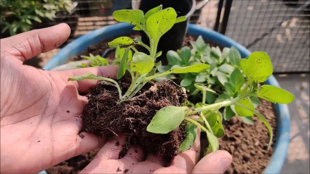 How To Grow Petunia From Seed | FULL INFORMATION