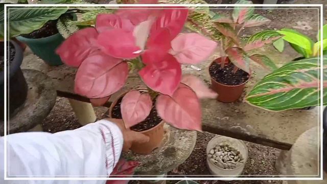 KOLEKSI TANAMAN HIAS CALATHEA BLACK LIPSTIK || yadi bunga 🌼🍁 смотреть онлайн