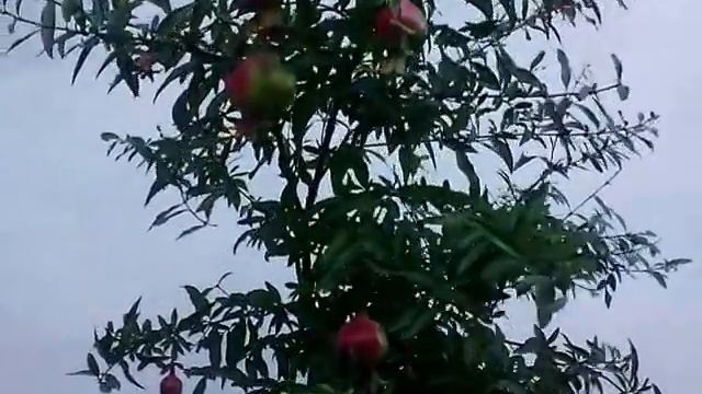 Карликовый гранат. Крым. смотреть онлайн