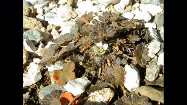 #Герань5 #Цветы садовые75 Декоративные растения смотреть онлайн