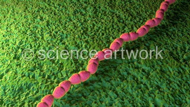 Enterococcus Faecalis Bacterium stock video from science artwork смотреть онлайн