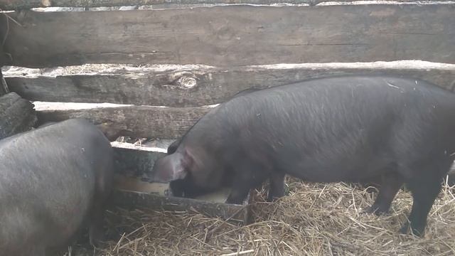 Два дня после кастрации. Самочувствие потерпевших. смотреть онлайн