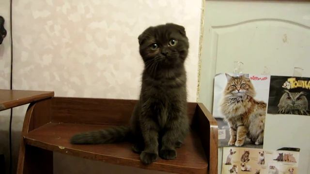шотландские котята. смотреть онлайн
