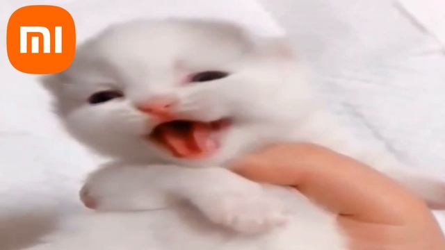 Cute Kitten Meows But Famous Phone Ringtones