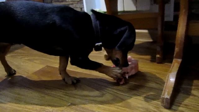 Ева помесь англ.той-терьера и таксы смотреть онлайн