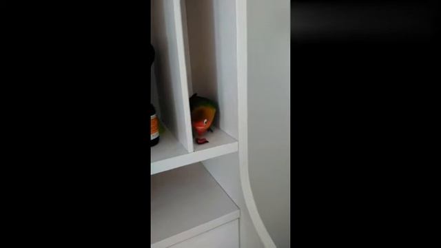 Попугай неразлучник кушает смотреть онлайн