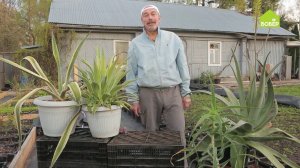 Алоэ и агава в вашем саду