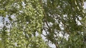 Малоизвестный монолог Михаила Жванецкого...