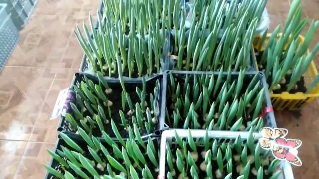 ⚫Выгонка тюльпанов к 8 марта | Обзор сортов на 7 февраля смотреть онлайн