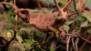 Хамелион-самая красивая ящерица планет