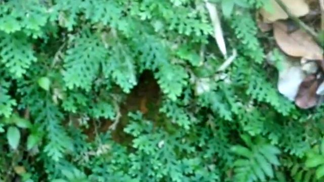 Selaginella Krugii Endémica PR смотреть онлайн
