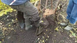 ВЫКОПКА САЖЕНЦЕВ,СЕЯНЦЕВ, ПОДВОЯ, СКОБОЙ НА ТРОСАХ ТРАКТОРОМ МТЗ-82