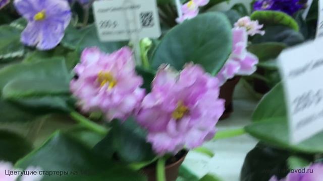 Фиалки, продающиеся 14.12.17 в магазине "Фиалковод" у м. "Отрадное" смотреть онлайн