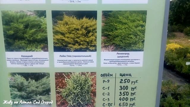 Я в питомнике "Алтайское Холмогорье"/Огромный ассортимент саженцев. смотреть онлайн