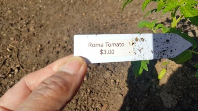 planting tomato/cherry tomato/Roma tomato смотреть онлайн