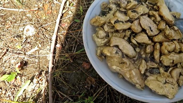 Давайте добывать золото и алмазы которые сделают вашу жизнь лучше смотреть онлайн