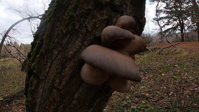 Сбор грибов / Вешенка рожковидная / Pleurotus cornucopiae смотреть онлайн