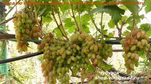 Виноград ДИКСОН - один из богатырей по крупным гроздям и ягодам. (Пузенко Наталья Лариасовна) смотреть онлайн
