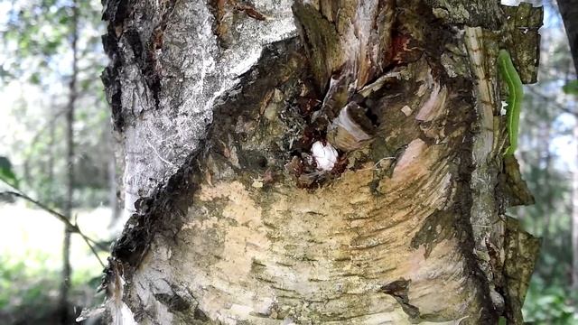 Древесные муравьи с коконом смотреть онлайн