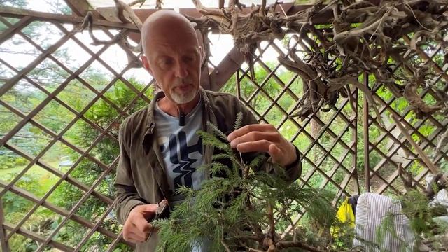 Обрезка и формирование ели #бонсай смотреть онлайн