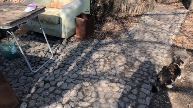 Белка дразнит кошку. Уборка зоны отдыха смотреть онлайн