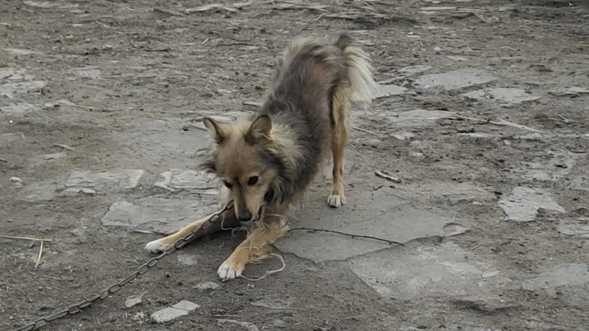 Пёс Букет грызёт цепь смотреть онлайн