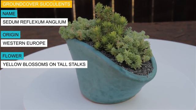 Groundcover Succulents Sedum hispanica “Spanish Stonecrop” & Sedum reflexum anglium смотреть онлайн