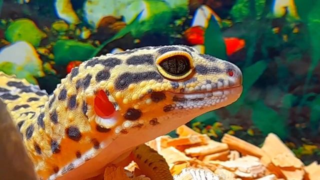 Все мои питомцы! Все мои животные . Каких животных я содержу? смотреть онлайн