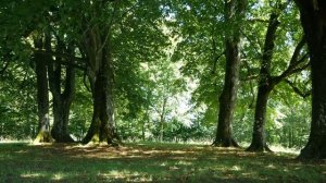 Успокаивающее Пение Птиц в лесу  - Слушать Пение Птиц, Пение Птиц в лесу для сна, Звуки природы