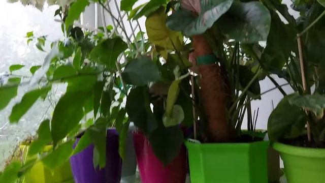 Джунгли на моей лоджии смотреть онлайн