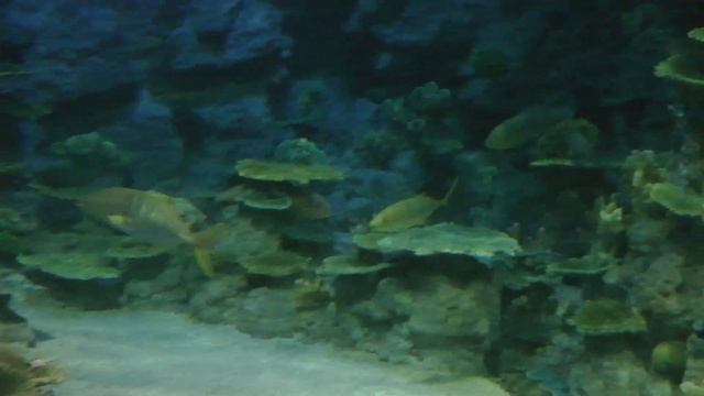 Акула смотреть онлайн