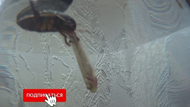 Огромный жук плавунец против рыбки! смотреть онлайн