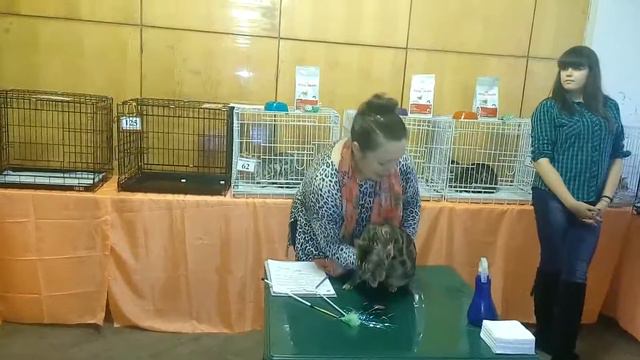 вот такое чудесное бенгал шоу от Натальи Беловой – Украина(AB WCF)