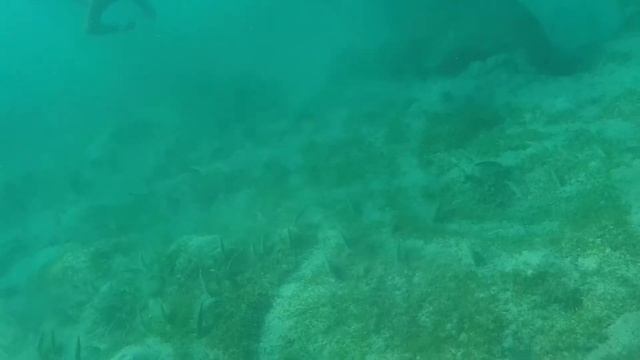 Ламантин-дюгонь-морская корова, Марса-Алам, Бухта Мубарак смотреть онлайн