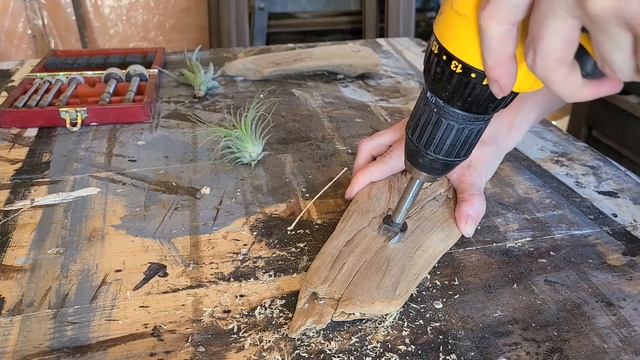 Air  Plants on Driftwood