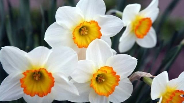 Лілія Сандулеса. Білі нарциси смотреть онлайн