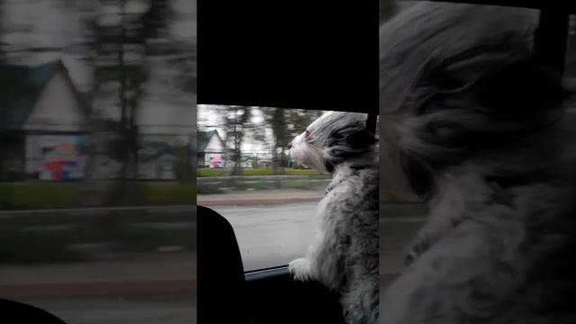 Так мы едем домой смотреть онлайн