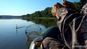 Рыбалка на кольцо . Река Дон . Отчет о рыбалке ,19 июня .