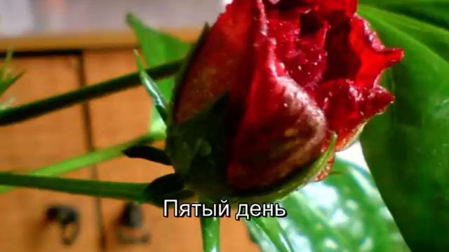 Гибискуc цветет смотреть онлайн