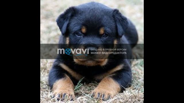 10 Самых дорогих пород собак в мире смотреть онлайн