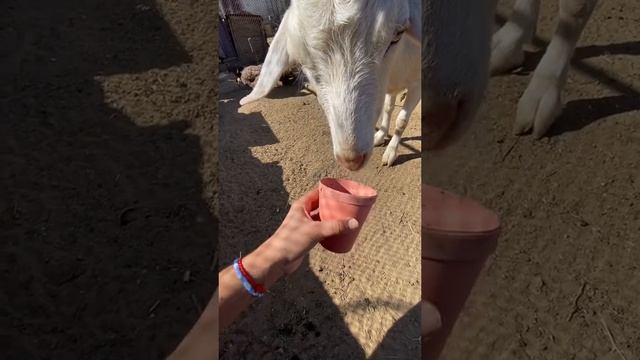 Балую своих кур