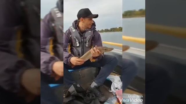 Тролинг река Ока с лодки. Щуки от 1000 до 2500 грамм. смотреть онлайн
