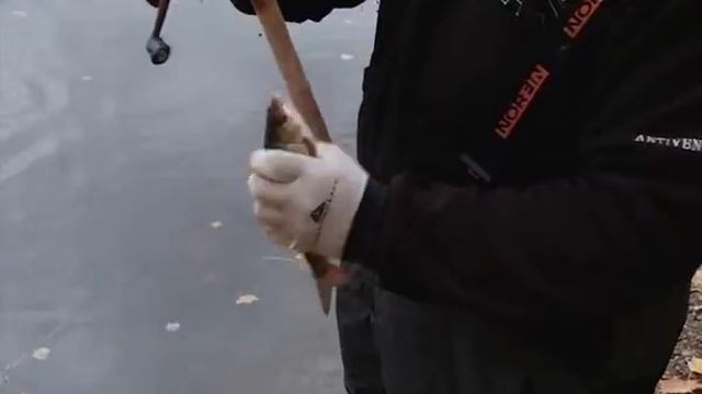 Серия 93. Поплавок. Осенняя ловля ''бели''. Рыбалка с Нормундом Грабовскисом. смотреть онлайн